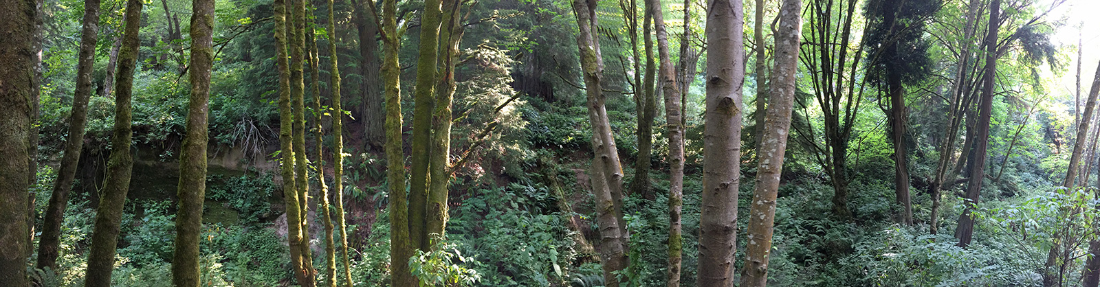 Stay cool on a wooded Walk-n-Talk down to Seahurst Beach