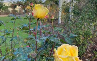 WABI in Highline SeaTac Botanical Garden on Wed. Dec 15 11am