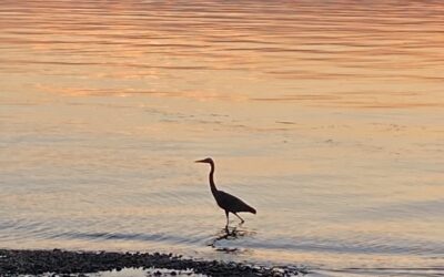 WABI Weekday Walkers in Seahurst Park Wed. July 20 9am