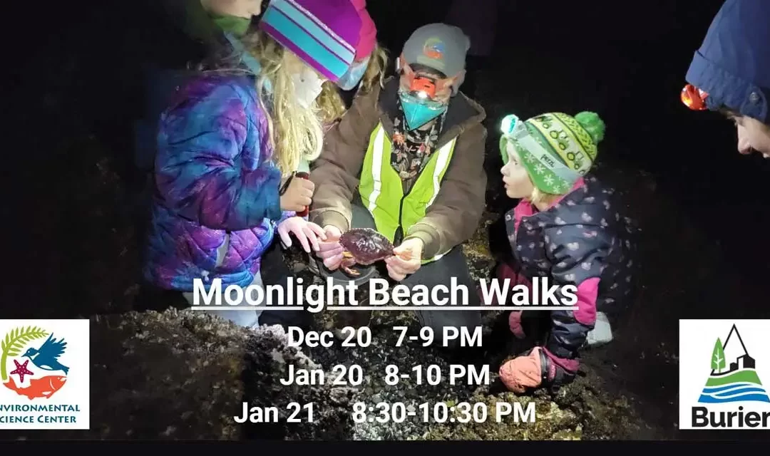 Join Moonlight Beach Walks in December and January