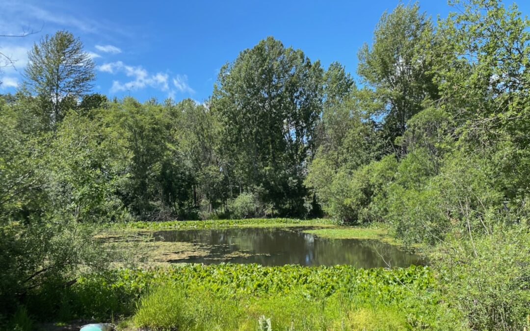 WABI Weekday Walkers head to Longacres Natural Area Wed June 19 9am