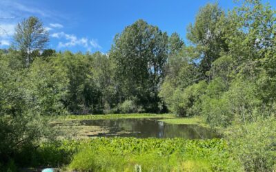 WABI Weekday Walkers head to Longacres Natural Area Wed June 19 9am