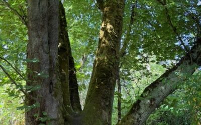 WABI Weekday Walkers Wander in Walker Preserve Thu Aug 20 9am